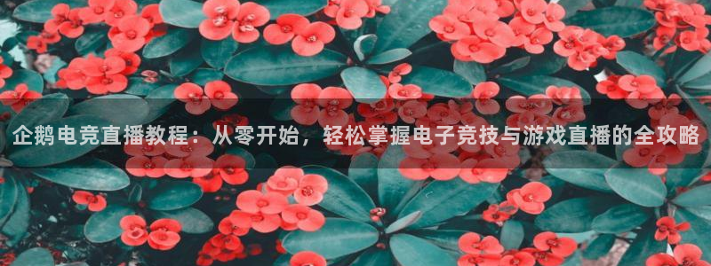 一竞技平台：企鹅电竞直播教程：从零开始，轻松掌握电子竞技与游戏直播的全攻略